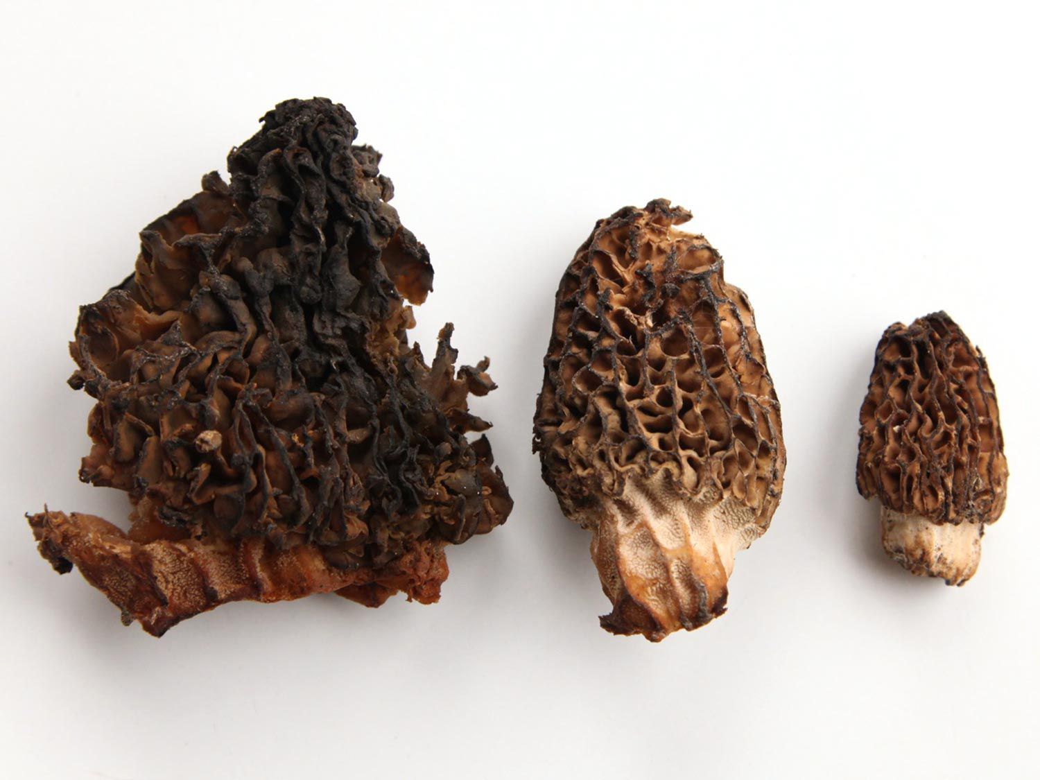 Three morel mushrooms, from large to small.