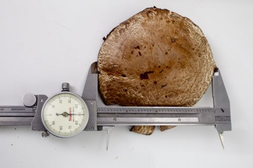 20110105-shack-stack - 1.jpg