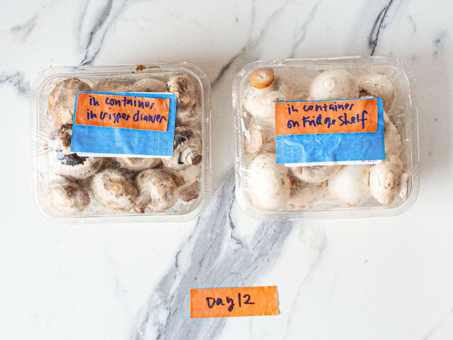 Two plastic containers of mushrooms labeled to indicate storage conditions displayed on a white surface marked as day 12 of observation
