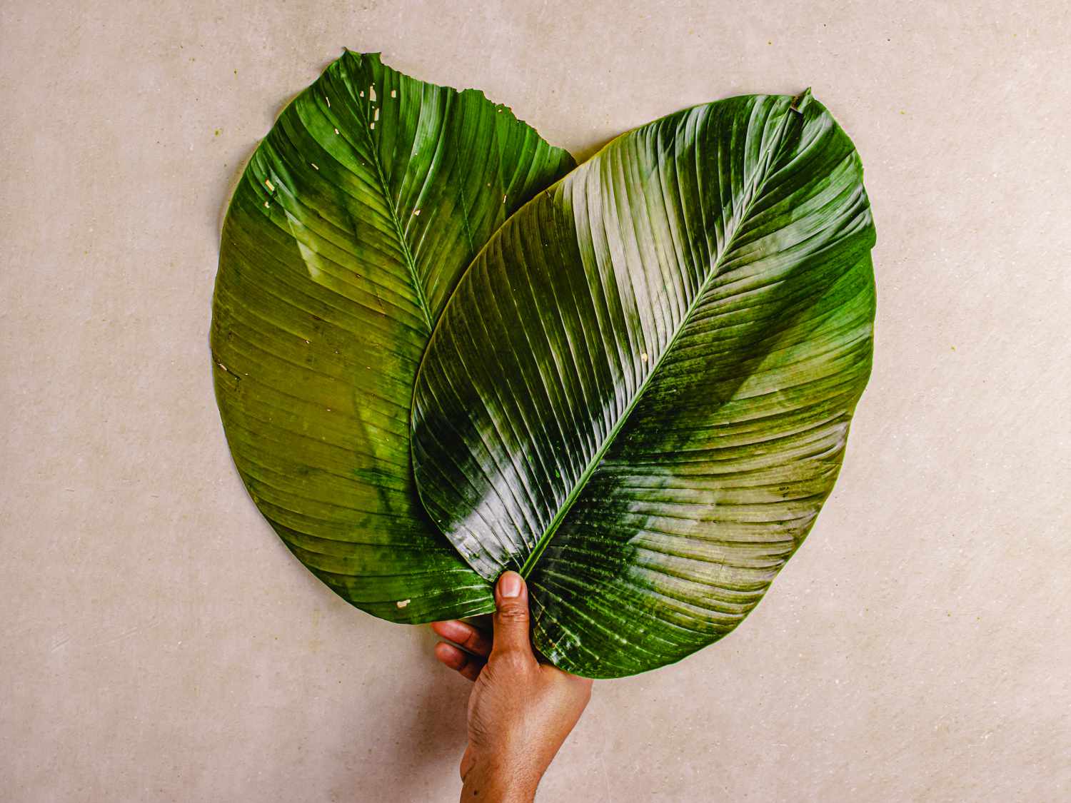 Overhead view of a hand holding two moin moin leaves