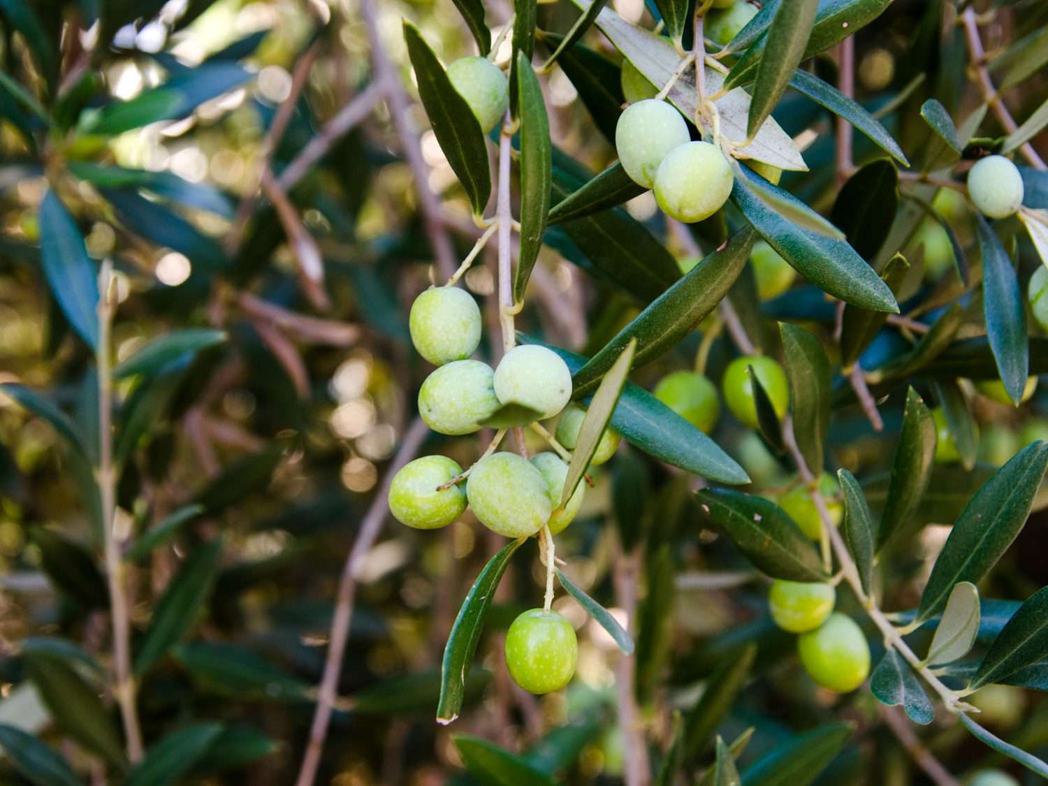 Olives on a tree