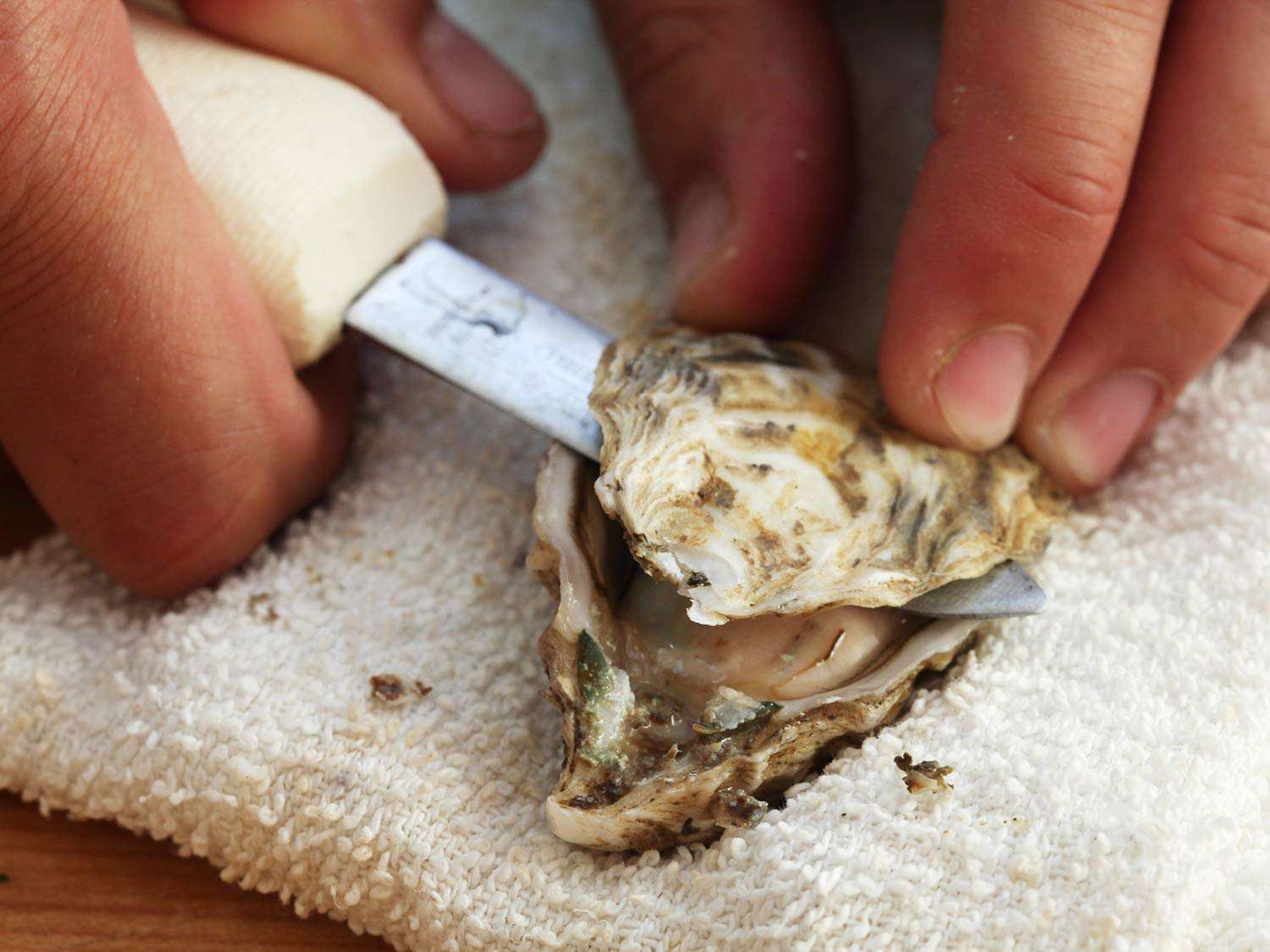 Close-up of a fresh oyster being shucked with an oyster knife.