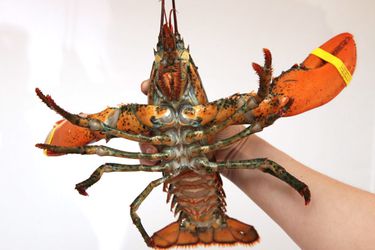 20130527-lobster-guide-food-lab-01.jpg