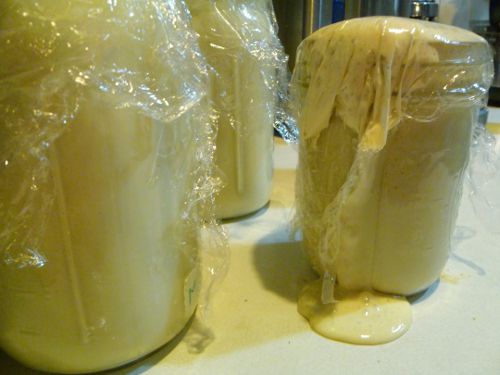 Mason jars full of sourdough starter