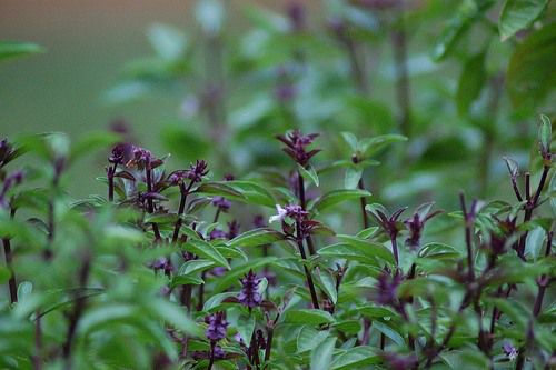 20100405basil.jpg
