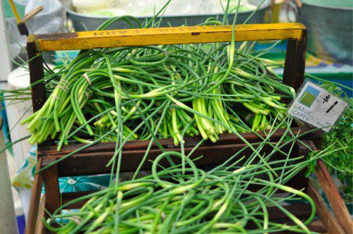 A farmers market crate overflowing with bunches of garlic scapes.