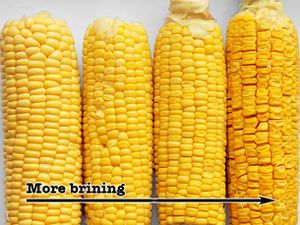 Four ears of corn, with ears of plump kernels on the left and ears with dry kernels on the right.