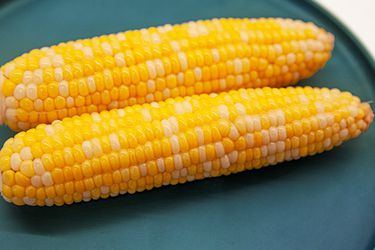 Side view of cooked corn