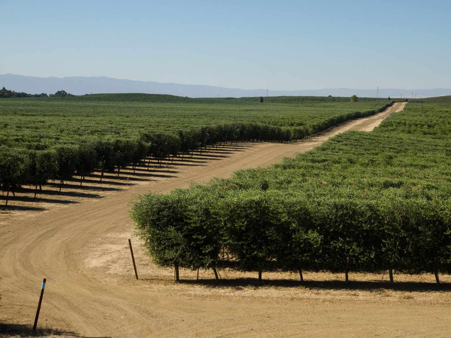 An olive orchard in California.