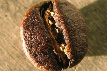 20132905-bourbonbean.jpg