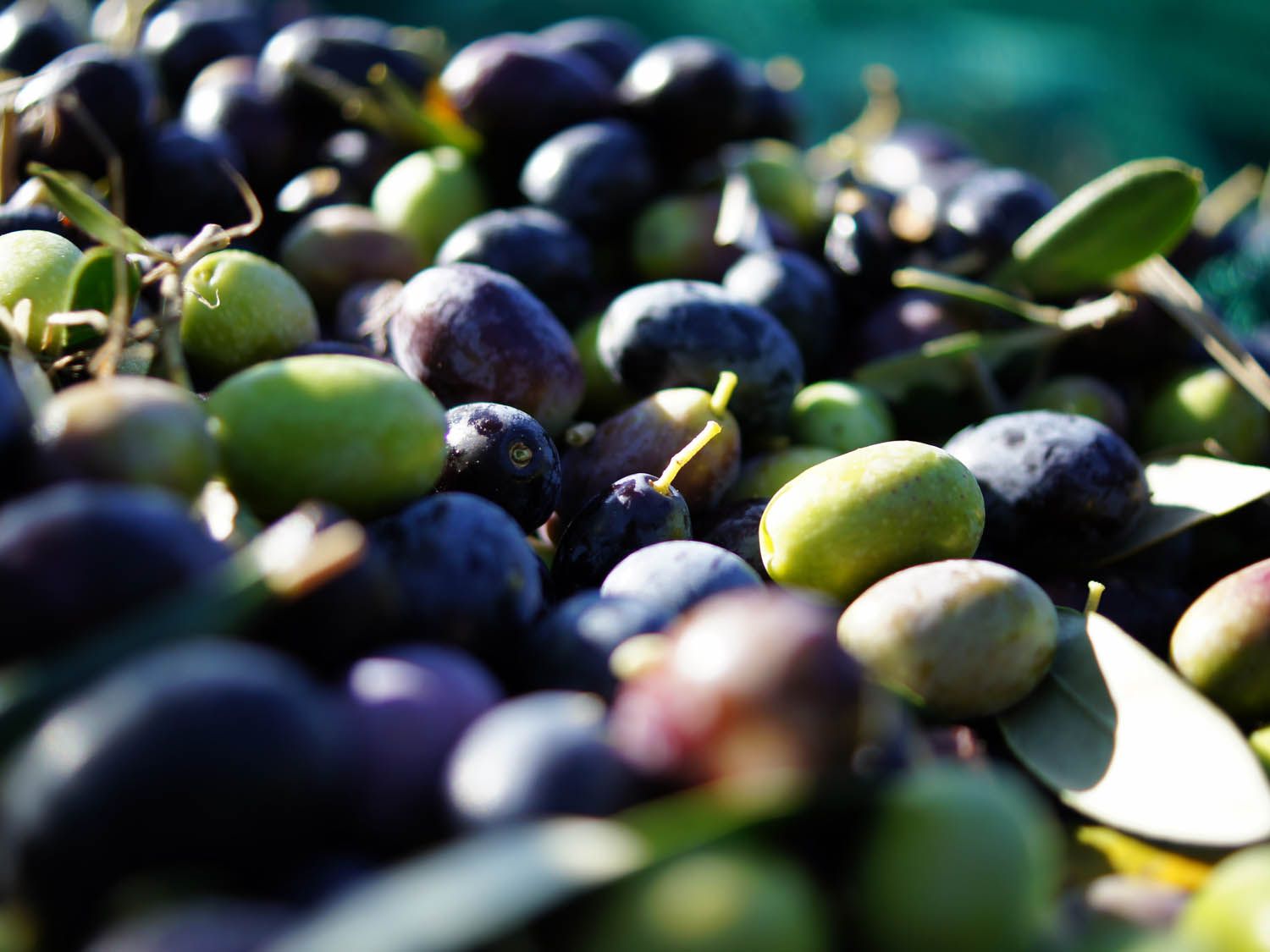 Closeup of freshly harvested green and purple olives in sunlight