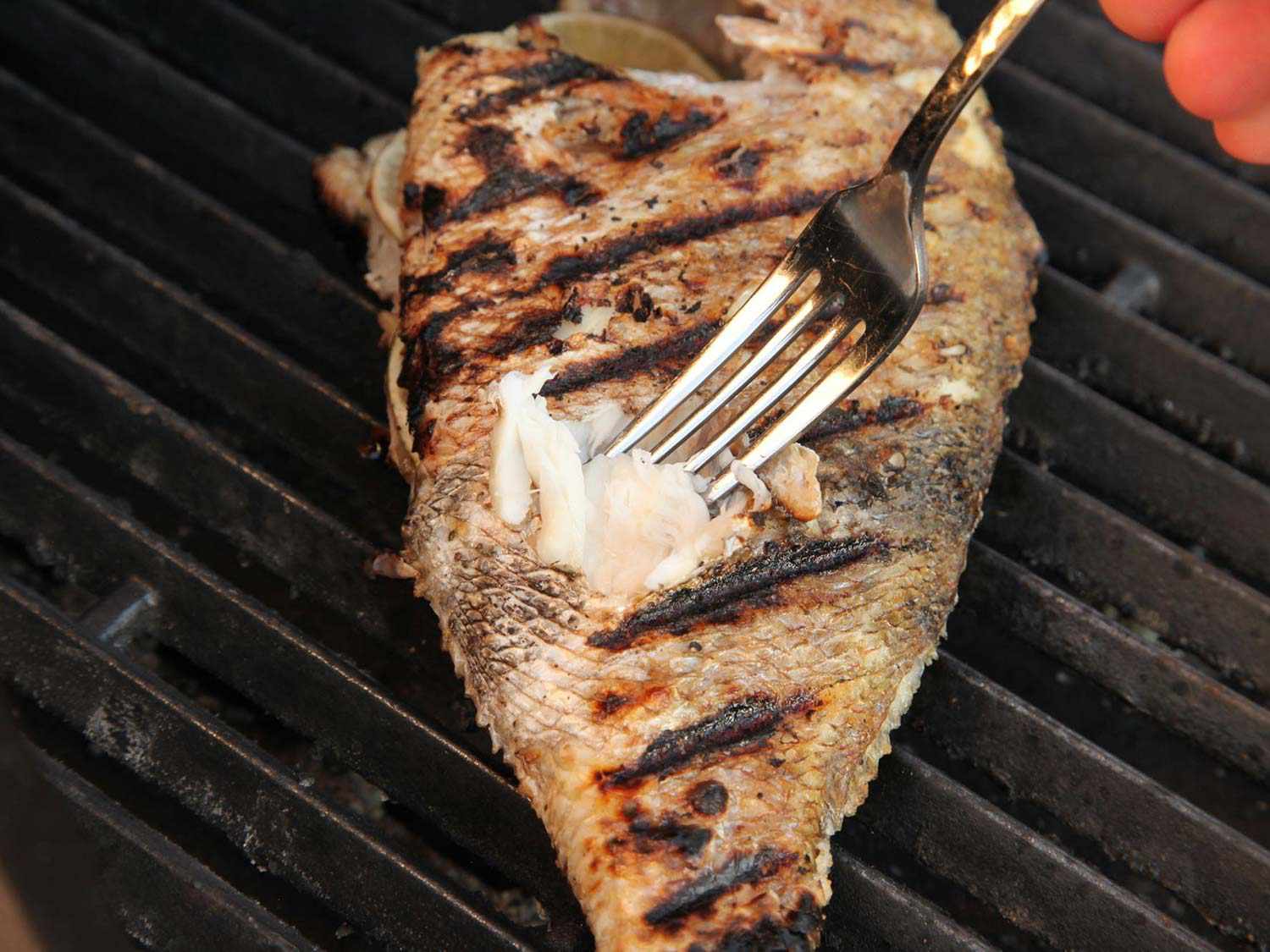 Using tines of a fork to check grilled fish's doneness. In this photo, the flesh flakes easily. 