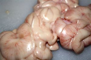 Cod milt on a board.