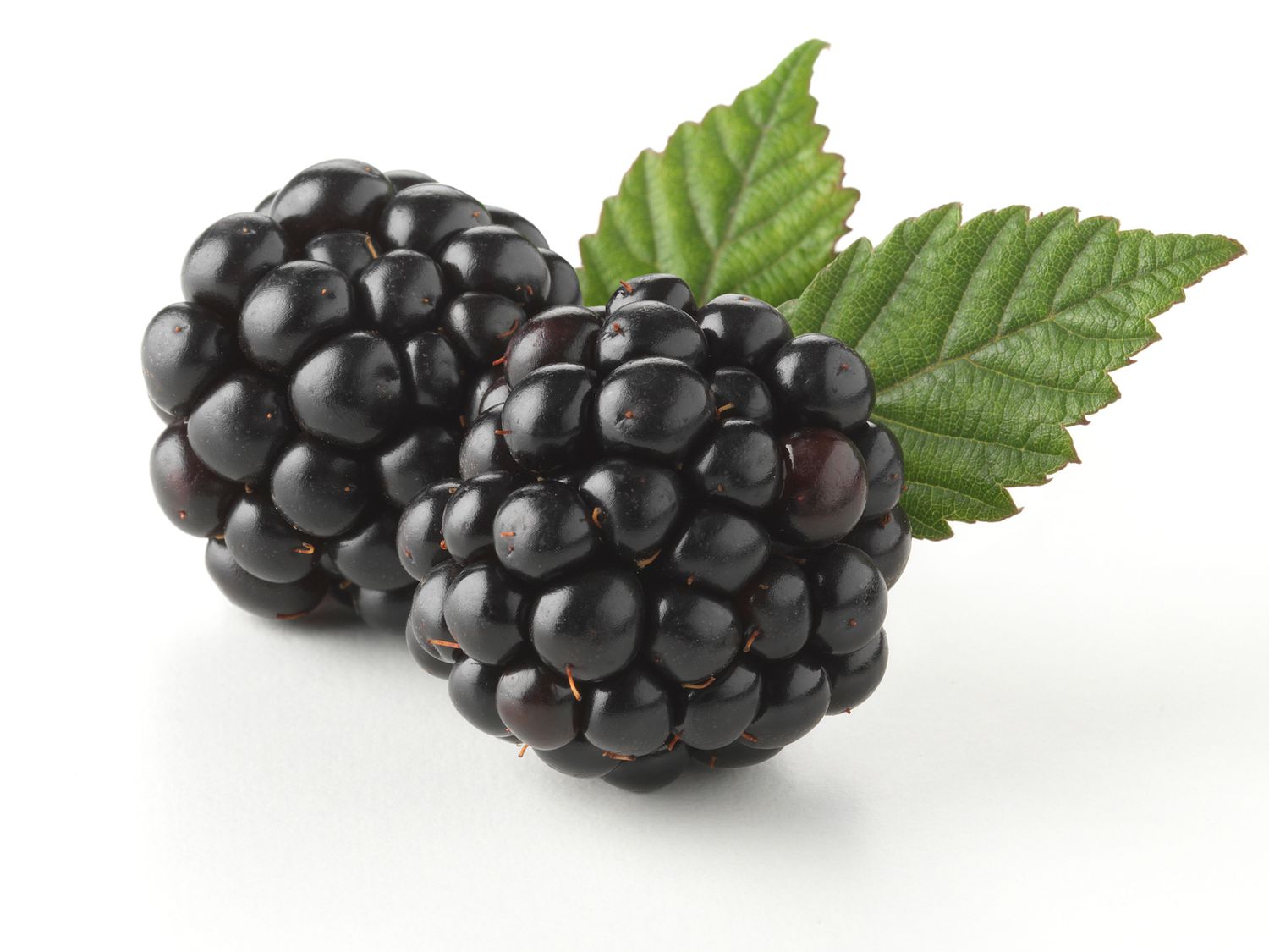 Photo of blackberries