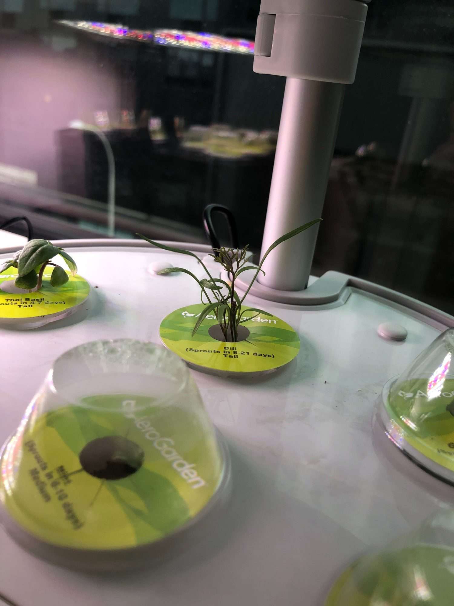 dill growing in an aerogarden that looks kind of like a person