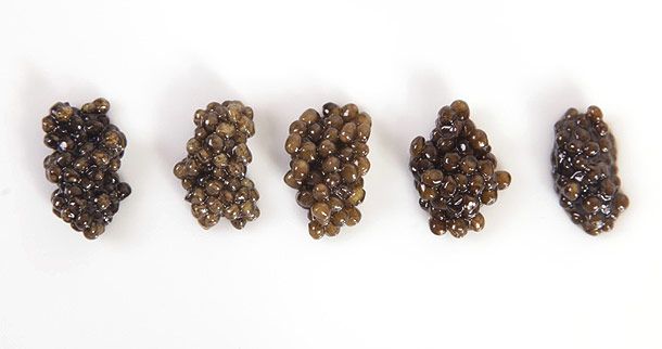 Five different types of caviar in small piles on a white background. From left to right: Alverta President, Royal Transmontanus, Tsar Imperial Shassetra, Tsar Imperial Kaluga, and Tsar Imperial Ossetra caviar from Petrossian