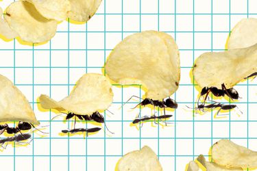 A graphic of a line of ants carrying chips