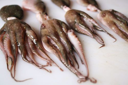 20120228-nasty-bits-octopuses2.jpg