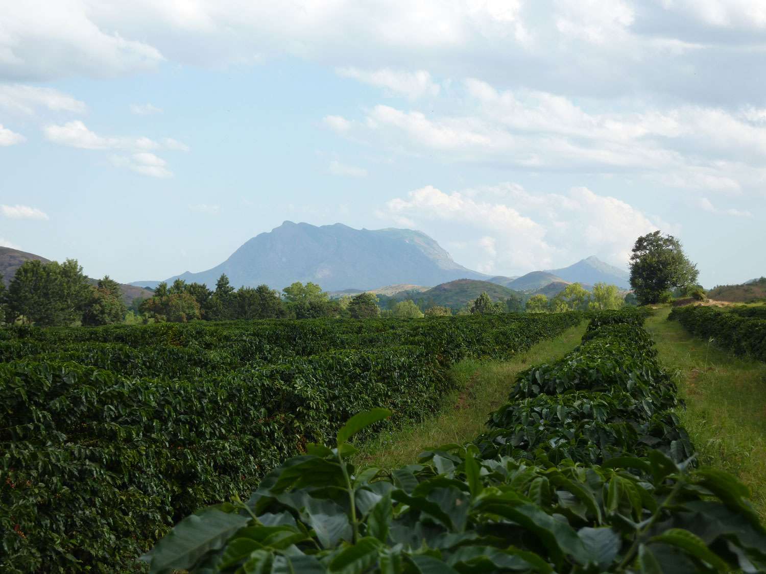 Coffee plant rows in Zimbabwe.