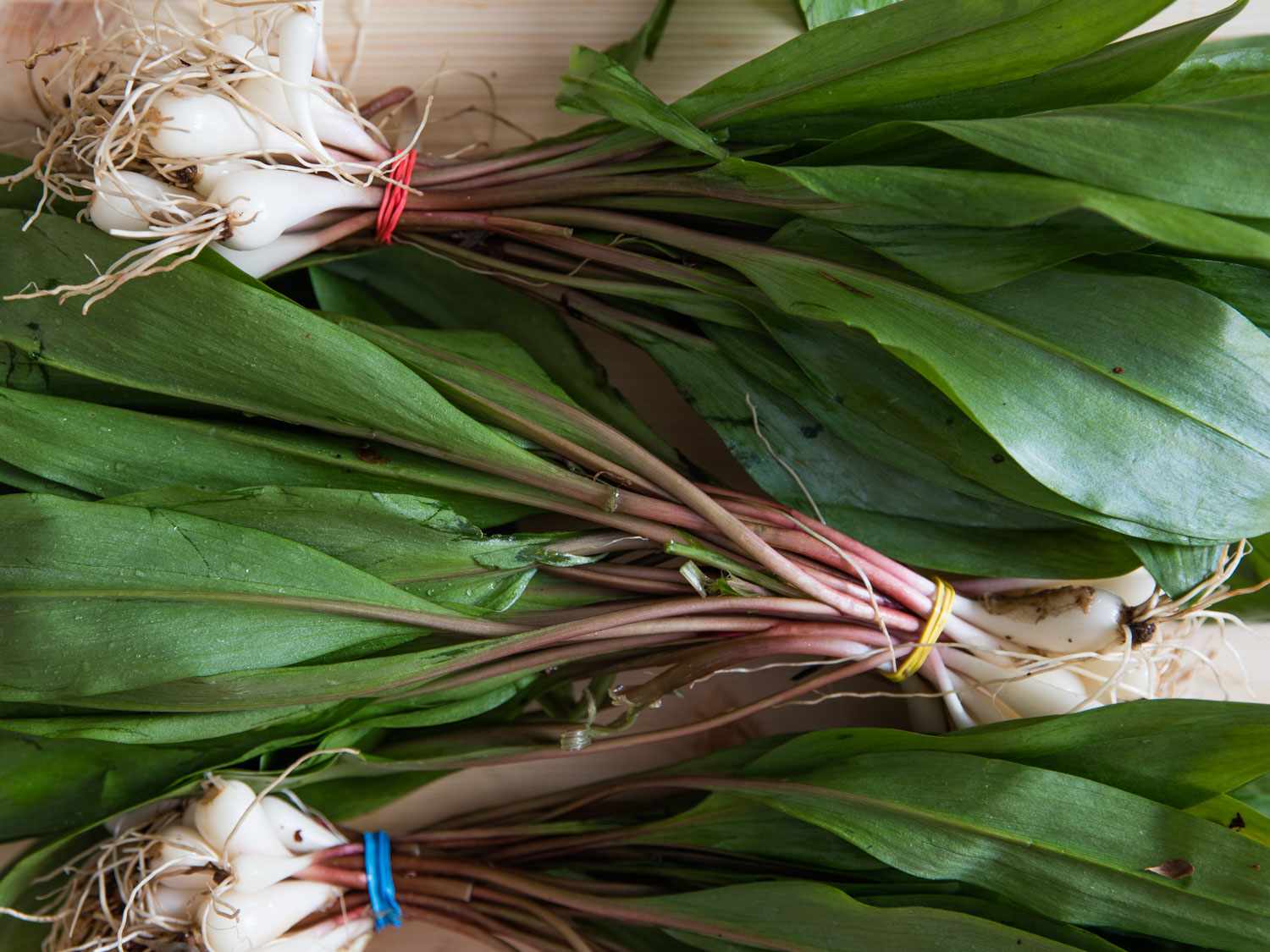 Bundles of ramps.