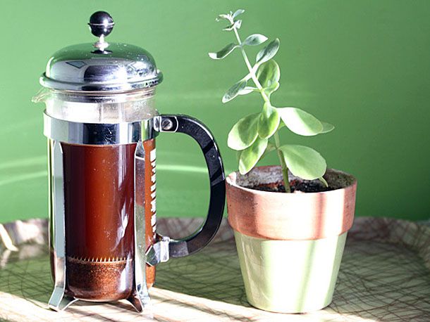 Coffee brewing in a French press next to a plant.