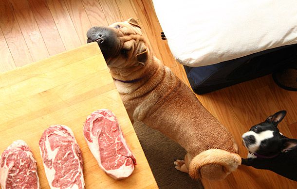 Two dogs looking up at steaks on a countertop.