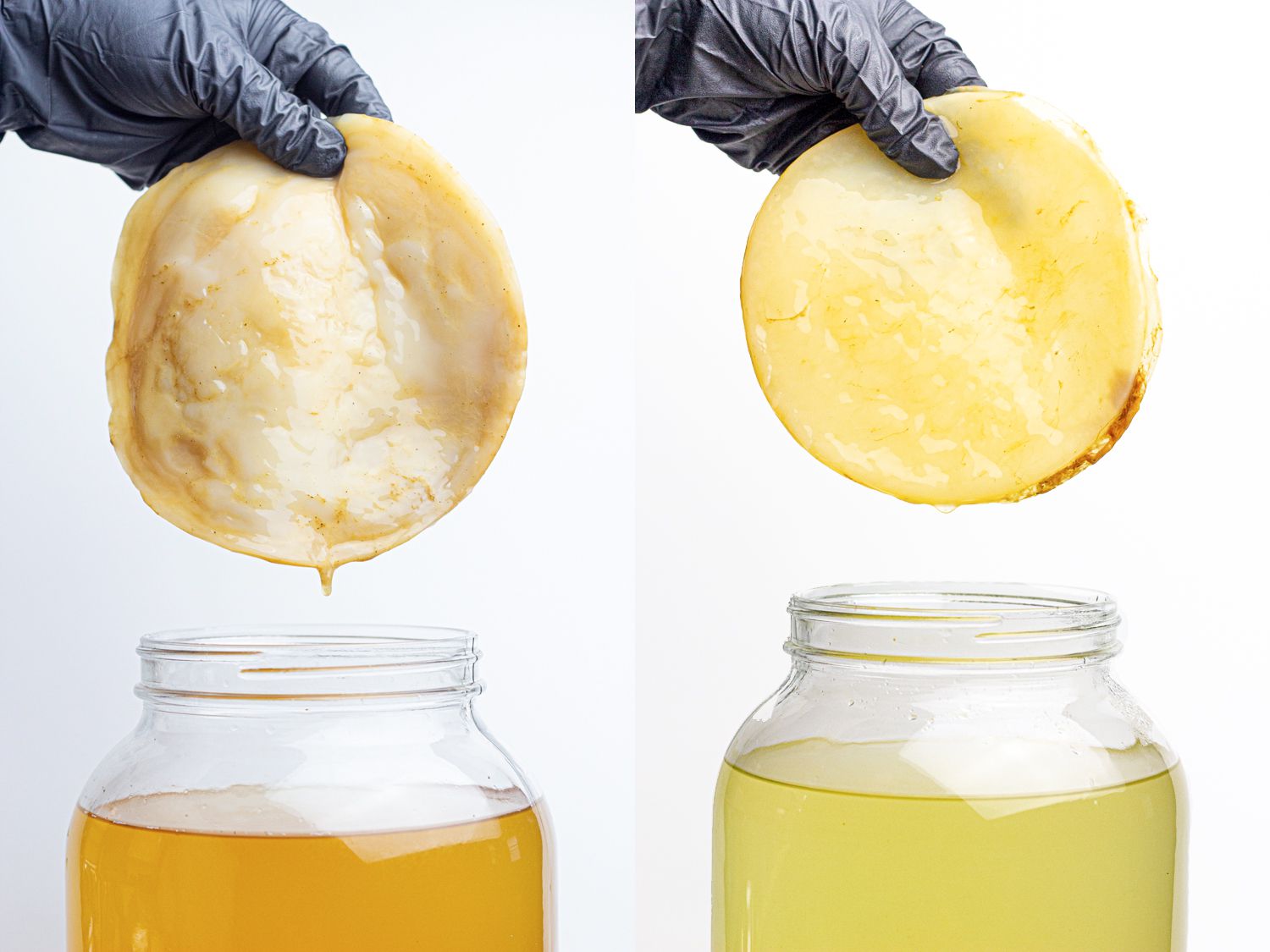 Two image collage of Scobys before they are placed in a kombucha