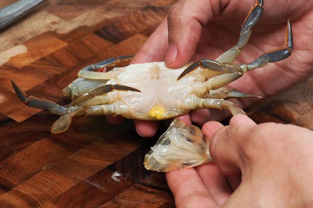 A hand holding the wide apron of a female soft-shell crab, just removed