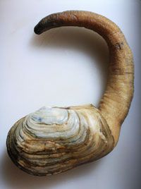 raw geoduck on a cutting board