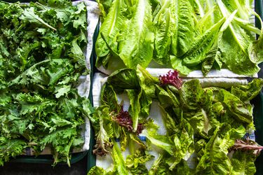 Three towel-lined trays filled with freshly washed kale and lettuce.