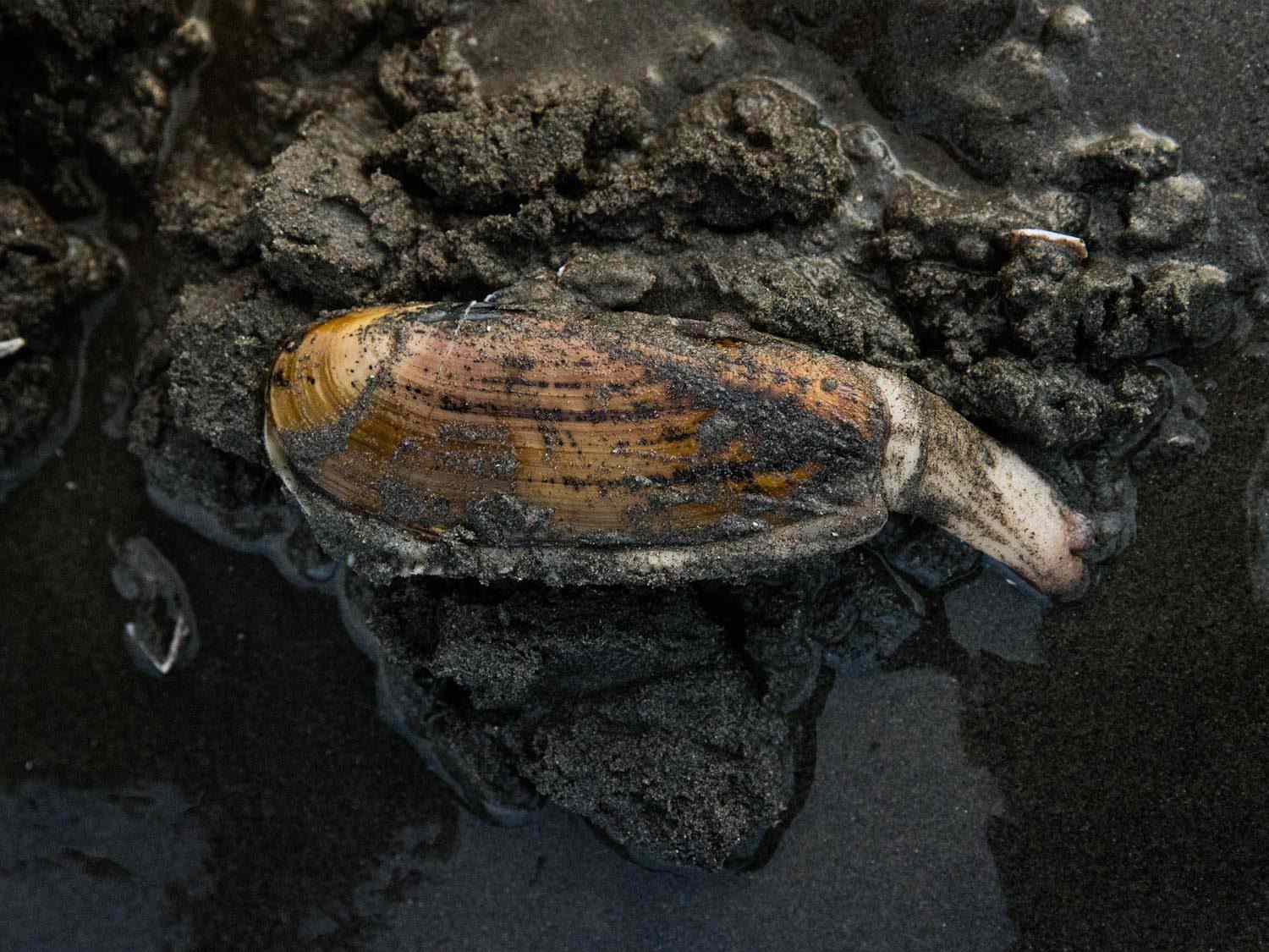 Close-up of a freshly dug Pacific razor clam resting on wet sand.