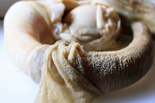 raw geoduck 