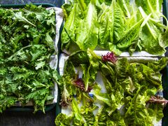 lots of greens on quarter sheet pans on a counter