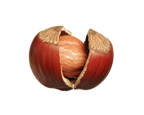 22100414-hazelnut.jpg