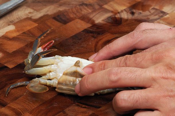 A hand pulling up the wide apron on a female soft-shell crab