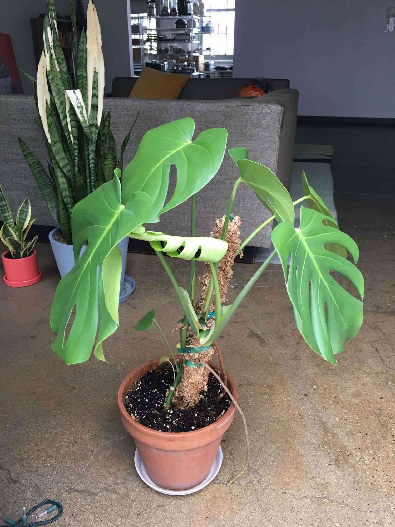Snake plant with slight bleaching on the leaves
