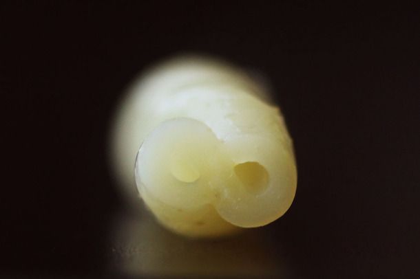 Macro image of the end of a piece of cooked gemelli pasta.