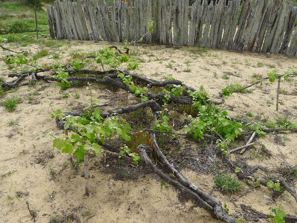 vines in Colares, Lisboa, Portugal
