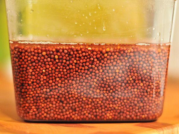 Mustard seeds soaking in a bucket