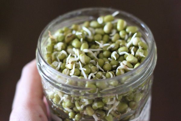Sprouted beans in a mason jar
