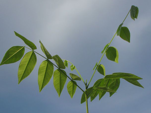 2013-13-01-coffeetree.jpg