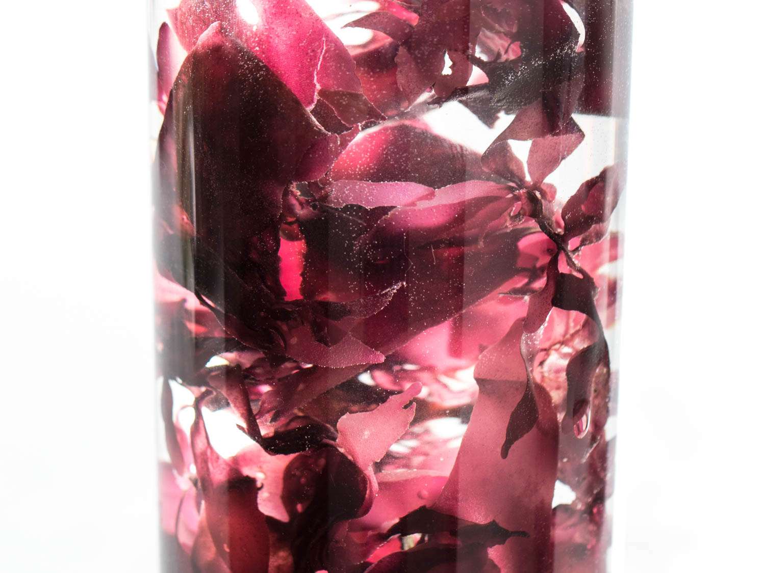 20180403-seaweed-guide-vicky-wasik-dulse-whole-4