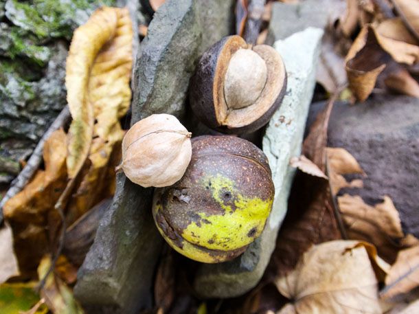 Hickory nuts on the forest floor. 