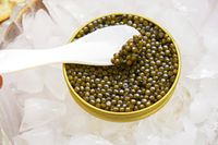 A tin of caviar on ice with a spoon lifting some out