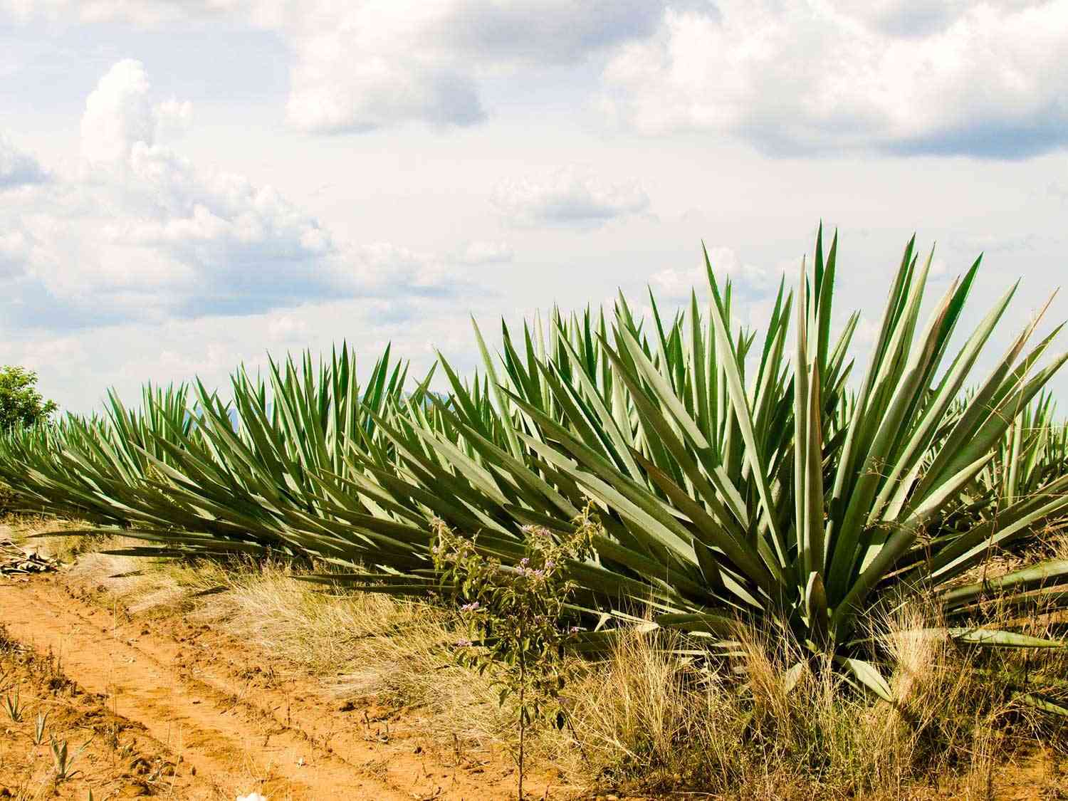 Agave plants in Oaxaca