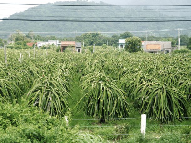 Dragon fruit plantation 