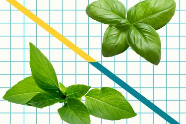 Thai Basil vs Italian Basil