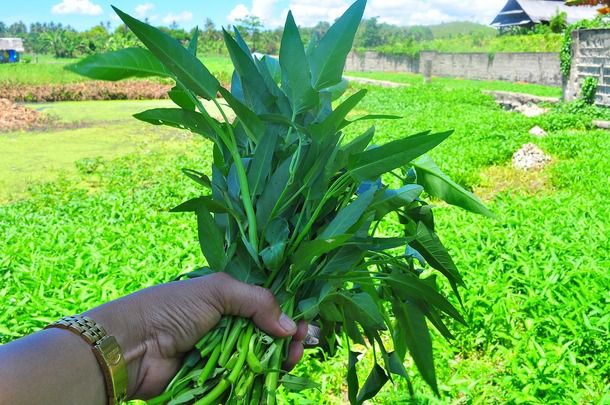 A hand holding a bundle of water spinach