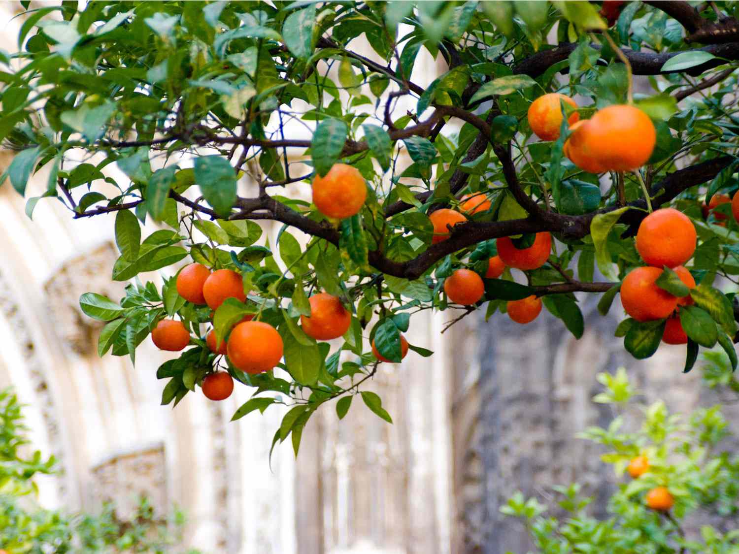 20141103-seville-oranges-max-falkowitz.jpg