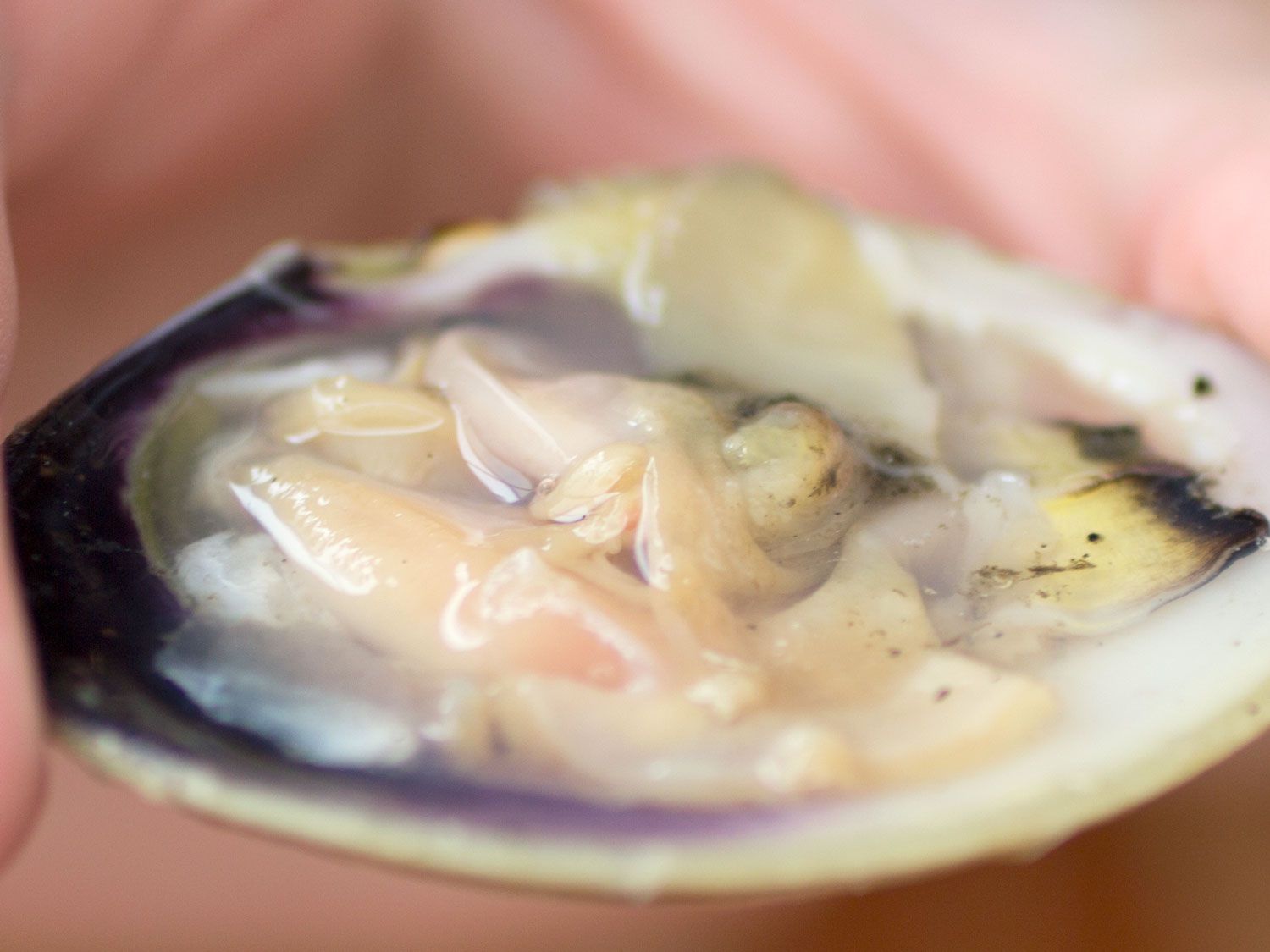 A close-up shot of a shucked clam in someone's hand.